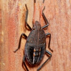 Pentatomidae (family) (Shield or Stink bug) at Pialligo, ACT - 14 Jul 2019 by Harrisi