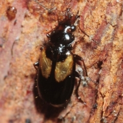 Sarothrocrepis civica (An arboreal 'ground' beetle) at Pialligo, ACT - 17 Jul 2019 by Harrisi