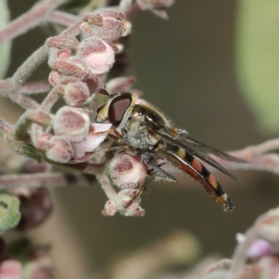 Melangyna viridiceps (Hover fly) at Acton, ACT - 16 Jul 2019 by TimL