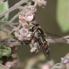 Melangyna viridiceps at Acton, ACT - 16 Jul 2019 01:12 PM