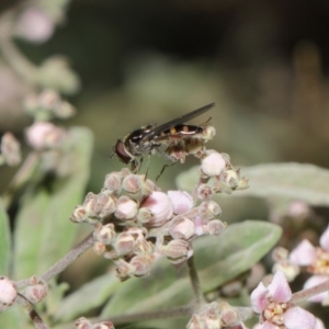 Melangyna viridiceps at Acton, ACT - 16 Jul 2019 01:12 PM