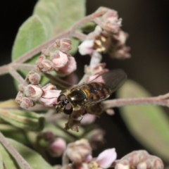 Melangyna viridiceps at Acton, ACT - 16 Jul 2019 01:12 PM