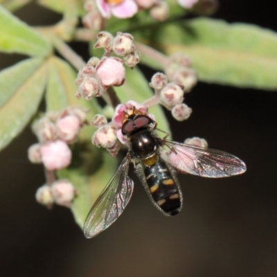 Melangyna viridiceps (Hover fly) at Acton, ACT - 16 Jul 2019 by TimL