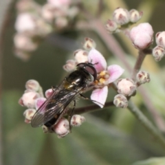 Melangyna viridiceps at Acton, ACT - 16 Jul 2019 01:15 PM