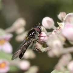 Melangyna viridiceps at Acton, ACT - 16 Jul 2019 01:15 PM