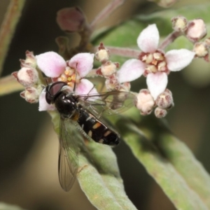 Melangyna viridiceps at Acton, ACT - 16 Jul 2019 01:15 PM