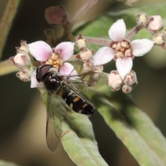 Melangyna viridiceps at Acton, ACT - 16 Jul 2019