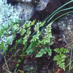 Cheilanthes austrotenuifolia (Rock Fern) at Rob Roy Range - 4 Dec 2000 by michaelb