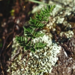 Cheilanthes sieberi (Rock Fern) at Conder, ACT - 4 May 2000 by michaelb
