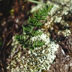 Cheilanthes sieberi (Rock Fern) at Conder, ACT - 5 May 2000 by MichaelBedingfield