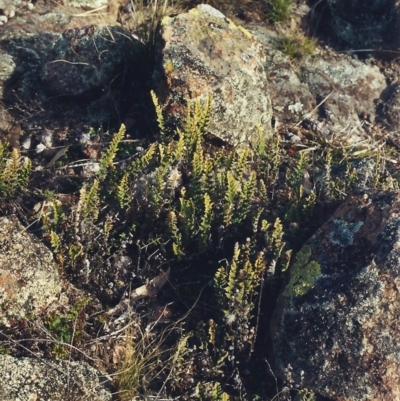 Cheilanthes distans (Bristly Cloak Fern) at Tuggeranong Hill - 14 Jul 2000 by michaelb