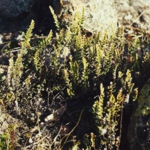 Cheilanthes distans at Conder, ACT - 15 Jul 2000