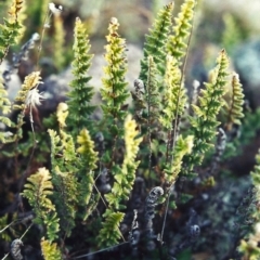 Cheilanthes distans at Conder, ACT - 15 Jul 2000 12:00 AM