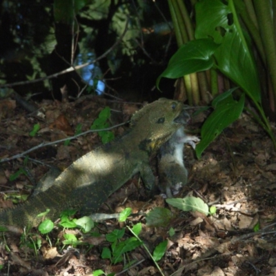 Intellagama lesueurii howittii (Gippsland Water Dragon) at Berry, NSW - 23 Apr 2009 by Nivlek