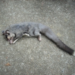 Petaurus notatus (Krefft’s Glider, Sugar Glider) at Berry, NSW - 23 Dec 2010 by Nivlek