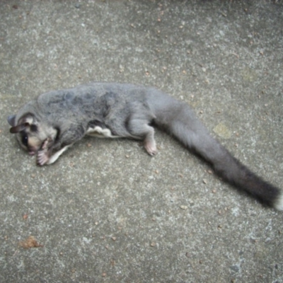 Petaurus notatus (Krefft’s Glider, formerly Sugar Glider) at Berry, NSW - 23 Dec 2010 by Nivlek