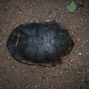 Chelodina longicollis at Berry, NSW - 5 Apr 2011