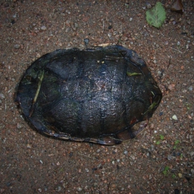 Chelodina longicollis (Eastern Long-necked Turtle) at Berry, NSW - 5 Apr 2011 by Nivlek