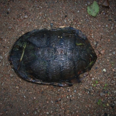 Chelodina longicollis (Eastern Long-necked Turtle) at Berry, NSW - 4 Apr 2011 by Nivlek