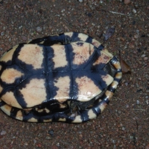 Chelodina longicollis at Berry, NSW - 5 Apr 2011