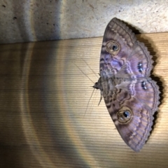Speiredonia spectans (Granny's Cloak Moth) at Broughton Vale, NSW - 11 Jun 2019 by Nivlek