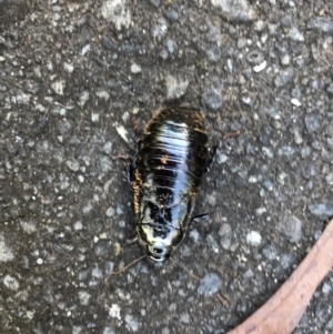 Periplaneta sp. (genus) at Broughton Vale, NSW - 11 Jun 2019