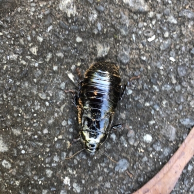 Periplaneta sp. (genus) (Unidentified Periplaneta cockroach) at Broughton Vale, NSW - 11 Jun 2019 by Nivlek