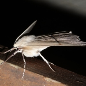 Gastrophora henricaria at Rosedale, NSW - 11 Jul 2019 08:37 PM