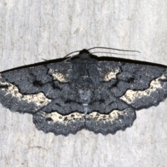 Melanodes anthracitaria (Black Geometrid) at Rosedale, NSW - 13 Jul 2019 by jb2602