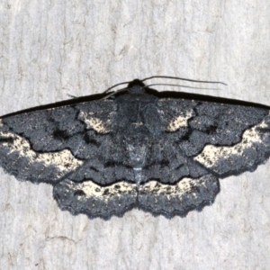 Melanodes anthracitaria at Rosedale, NSW - 13 Jul 2019