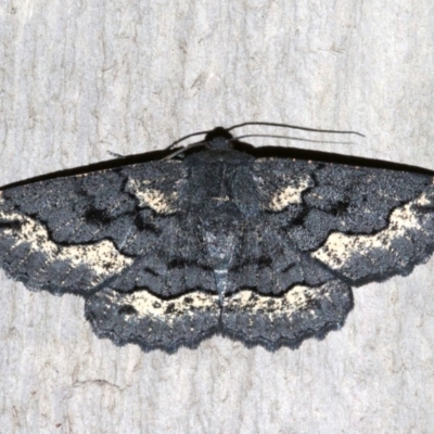 Melanodes anthracitaria (Black Geometrid) at Rosedale, NSW - 13 Jul 2019 by jbromilow50