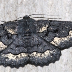 Melanodes anthracitaria at Rosedale, NSW - 13 Jul 2019