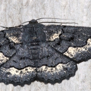 Melanodes anthracitaria at Rosedale, NSW - 13 Jul 2019