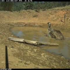 Dromaius novaehollandiae (Emu) at - 30 May 2019 by Margot