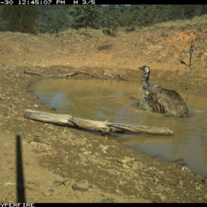 Dromaius novaehollandiae at Bullio - 30 May 2019