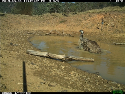 Dromaius novaehollandiae (Emu) at Bullio - 30 May 2019 by Margot