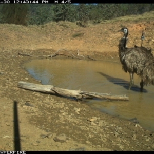 Dromaius novaehollandiae at Bullio - 30 May 2019 12:45 PM