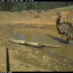 Dromaius novaehollandiae at Bullio - 30 May 2019