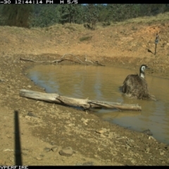 Dromaius novaehollandiae at Bullio - 30 May 2019 12:45 PM