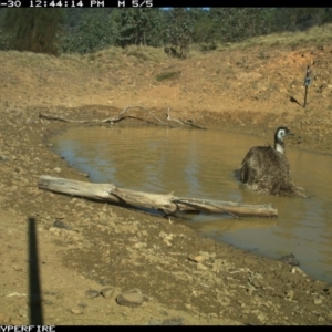 Dromaius novaehollandiae at Bullio - 30 May 2019