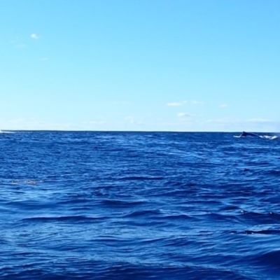 Megaptera novaeangliae (Humpback Whale) at Batemans Marine Park - 10 Jul 2019 by jbromilow50