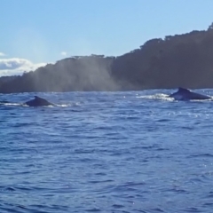 Megaptera novaeangliae at Guerilla Bay, NSW - 10 Jul 2019