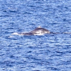 Megaptera novaeangliae (Humpback Whale) at Batemans Marine Park - 14 Jul 2019 by jbromilow50