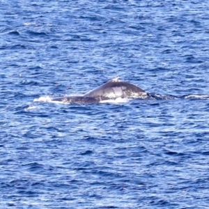 Megaptera novaeangliae at Guerilla Bay, NSW - 14 Jul 2019 03:22 PM