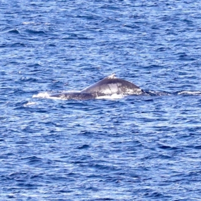 Megaptera novaeangliae (Humpback Whale) at Batemans Marine Park - 14 Jul 2019 by jbromilow50