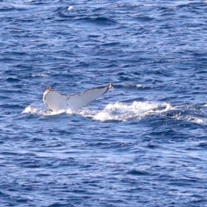 Megaptera novaeangliae at Guerilla Bay, NSW - 14 Jul 2019 03:22 PM