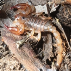 Urodacus manicatus (Black Rock Scorpion) at Point 69 - 17 Jul 2019 by Harrisi