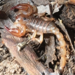 Urodacus manicatus (Black Rock Scorpion) at Aranda, ACT - 17 Jul 2019 by Harrisi