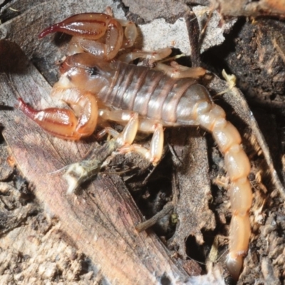 Urodacus manicatus (Black Rock Scorpion) at Point 69 - 17 Jul 2019 by Harrisi