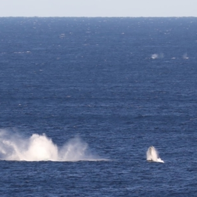 Megaptera novaeangliae (Humpback Whale) at Undefined, NSW - 14 Jul 2019 by jbromilow50